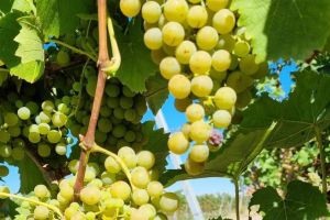 Jetzt 4000 Hektar in Deutschland