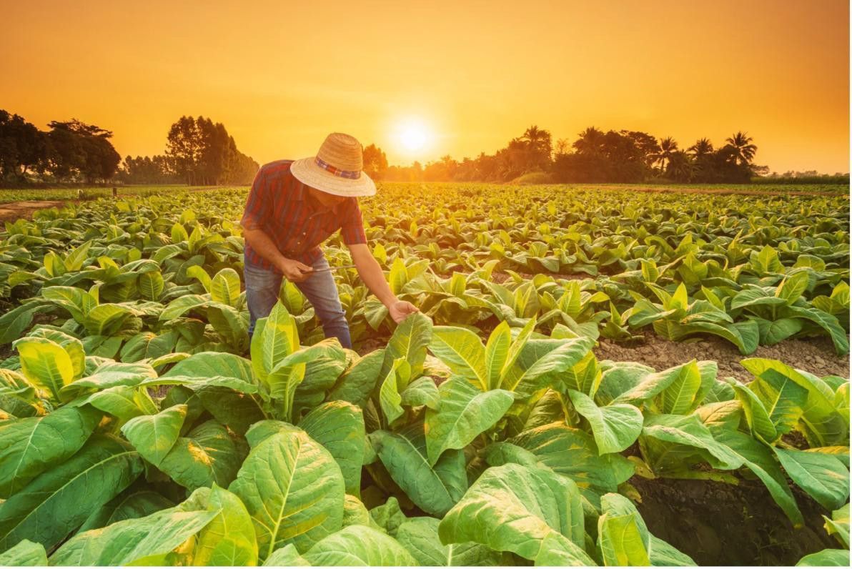 Kali ist der verborgene Bestandteil aller Ernten