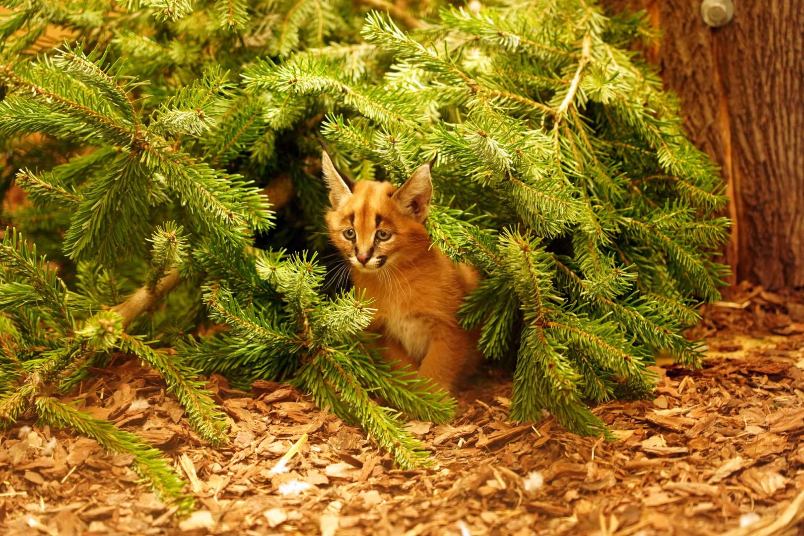 Karakal-Nachwuchs im Zoo Dresden