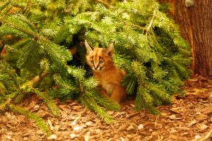 Karakal-Nachwuchs im Zoo Dresden