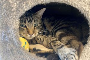 Kater Ben im Tierheim «Katzenparadies» Neustrelitz.