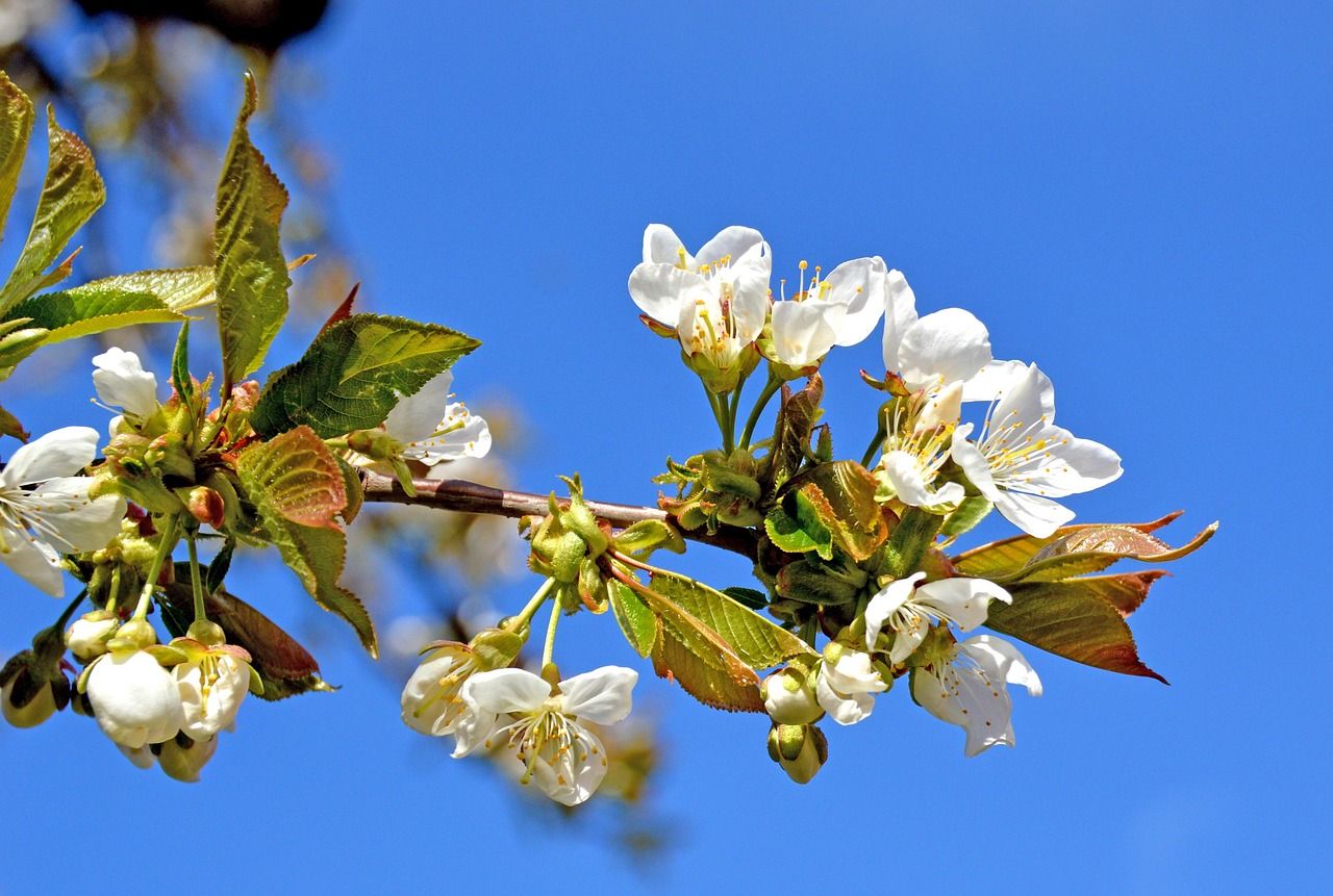 kirschblüte, kirschbaum, himmel, frühling, bloom, spring, tree, nature, cherry, cherrytree