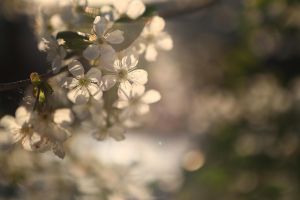 kirschblute, blumen, bokeh, garden, flora, botanist, nature, natur, frühling, blue