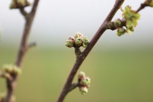 Knospen an einem Kirschbaum (Archiv)