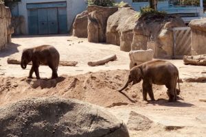 Kölner Zoo Tageskarte mit Rabatt ab 17,90€ statt 26€