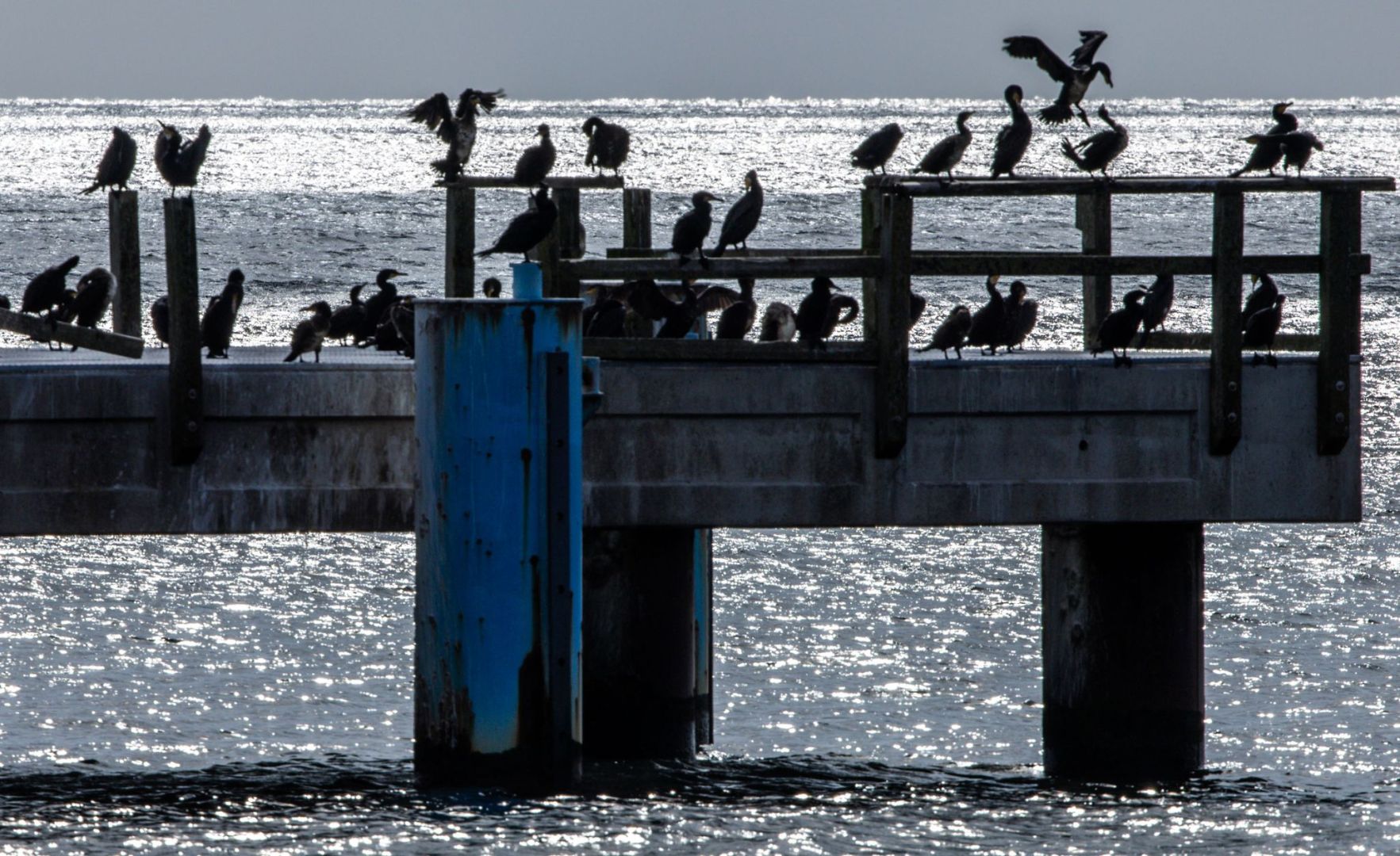 Komorane auf der Seebrücke