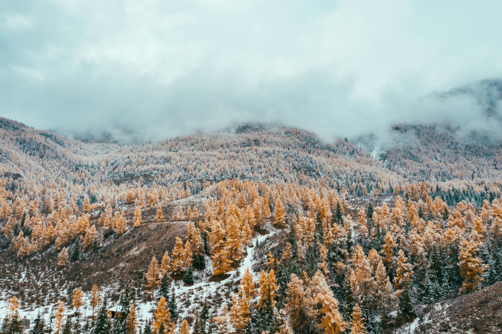 Kostenloses Stock Foto zu abenteuerlich, arktis, bäume