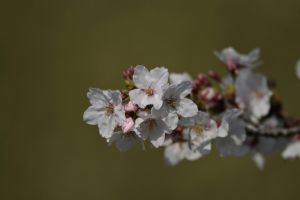 kostenloses stock foto zu april, asien, blühen