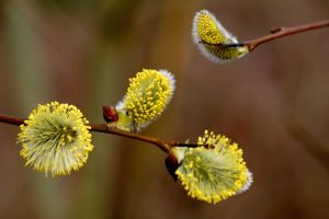 kostenloses stock foto zu april, ast, baum