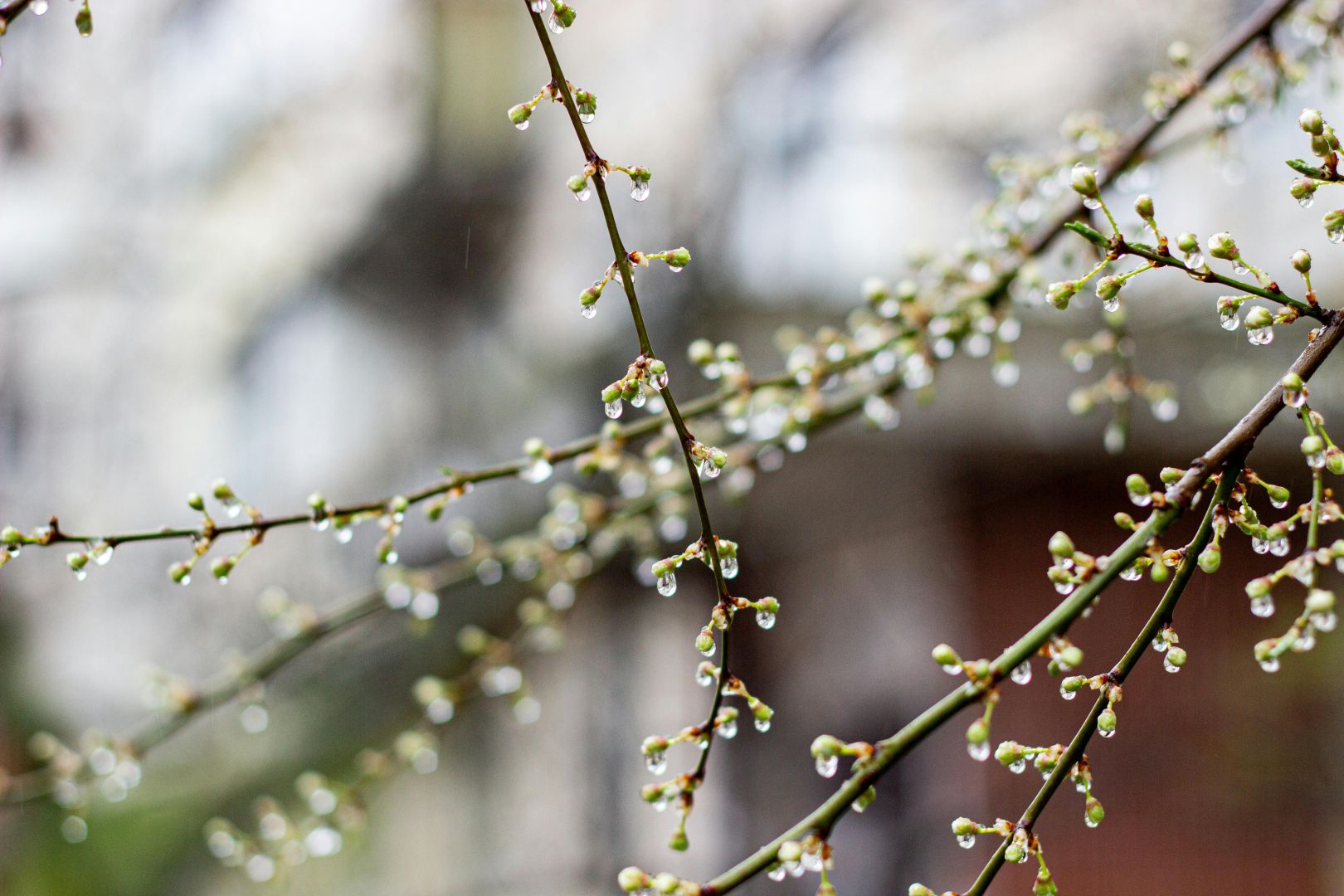 kostenloses stock foto zu ast, äste, baum