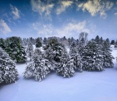 kostenloses stock foto zu außen landschaft, außerorts, baumartig