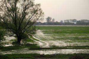 kostenloses stock foto zu außerorts, baum, bedeckt