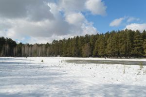 kostenloses stock foto zu bäume, bewölkt, birken