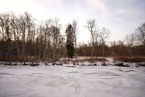 kostenloses stock foto zu bäume, botanik, chillen