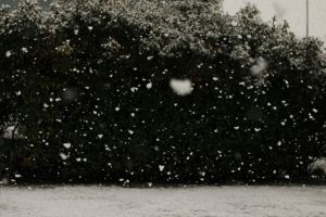 kostenloses stock foto zu bäume, chillen, dezember