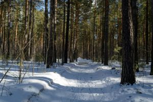 kostenloses stock foto zu baumgrenze, baumstämme, draußen