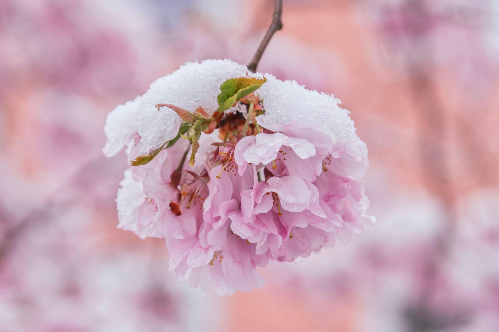 kostenloses stock foto zu blühen, blume, blumen