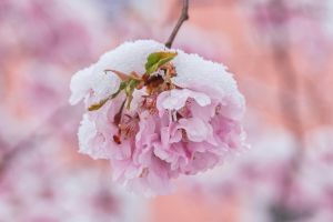 kostenloses stock foto zu blühen, blume, blumen