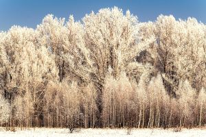 kostenloses stock foto zu @draussen, bäume, blauer himmel