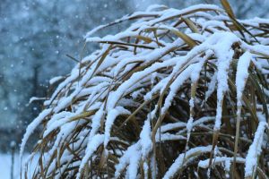 Kostenloses Stock Foto zu @draussen, botanik, busch