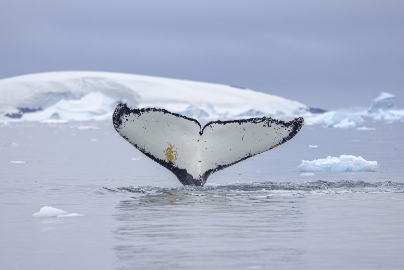 Kreuzfahrt von Kap zu Kap: Für die Forschung Wale beobachten