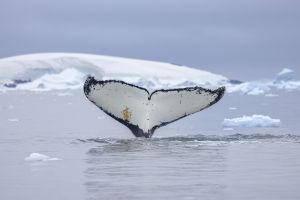 Kreuzfahrt von Kap zu Kap: Für die Forschung Wale beobachten