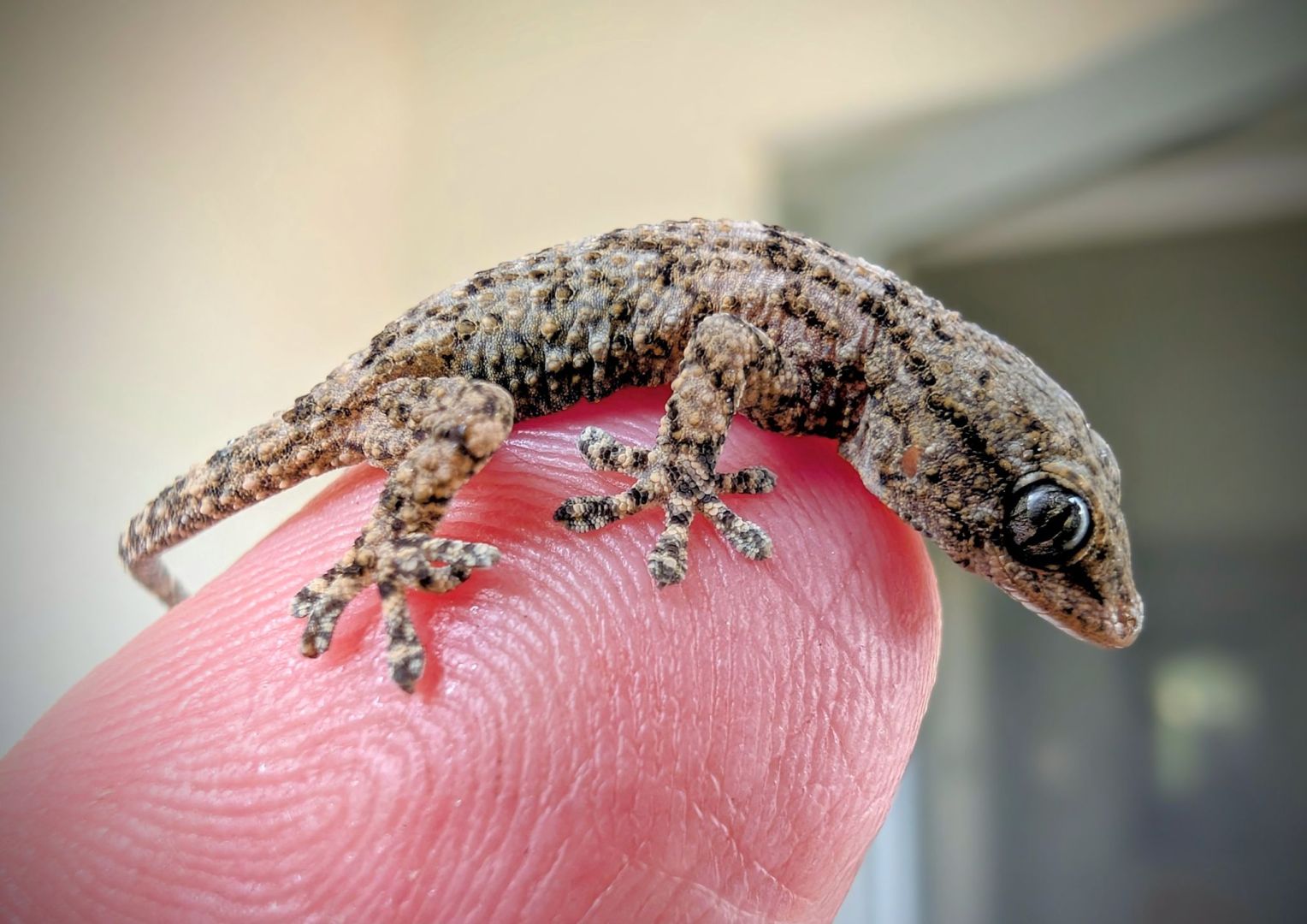 Lebender Gecko in Packung mit Rucola-Salat gefunden