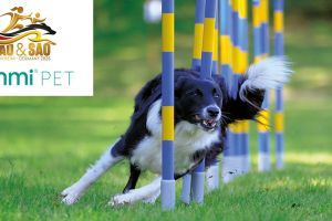Leistung beginnt mit Gesundheit: emmi-pet als Sponsor der JAO & SAO World Championship 2026