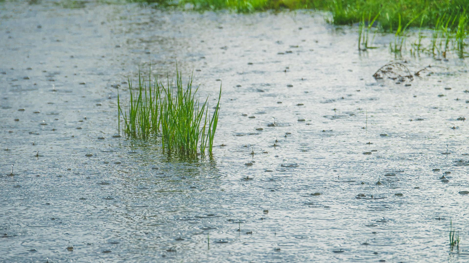 Leuchtend grüne Gräser gedeihen auf einem regennassen Feld und zeigen die Widerstandsfähigkeit der Natur.