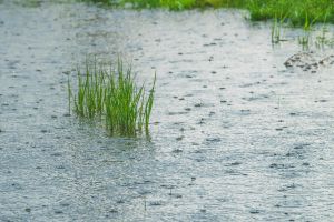 Leuchtend grüne Gräser gedeihen auf einem regennassen Feld und zeigen die Widerstandsfähigkeit der Natur.