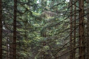 Luchsgehege und Molkenhaus