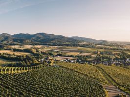 "MaiWein": Besondere Erlebnisse entlang der Badischen Weinstraße