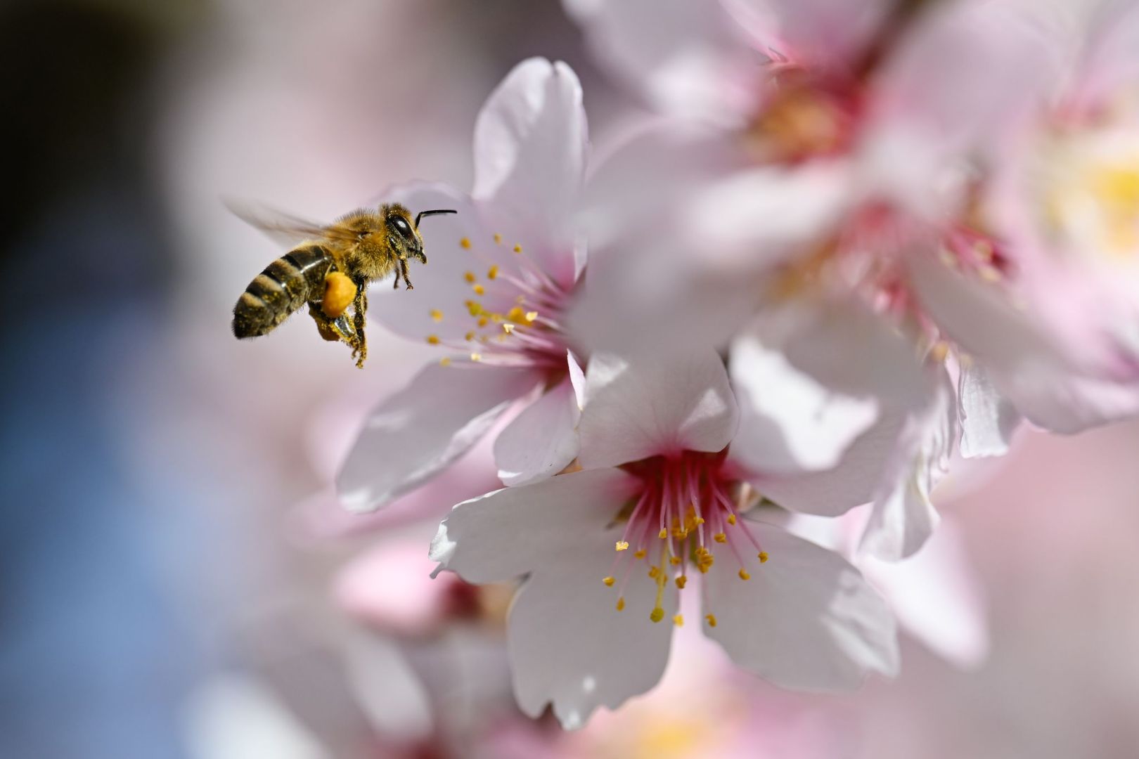 Mandelblüte in der Pfalz