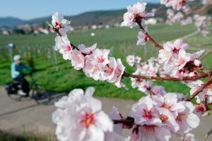 Mandelblüte - März-Bilanz DWD