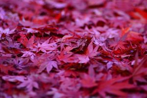 maple, ahorn, red maple, ahornblatt, leaf, makro, nature, leaves, autumn, herbst