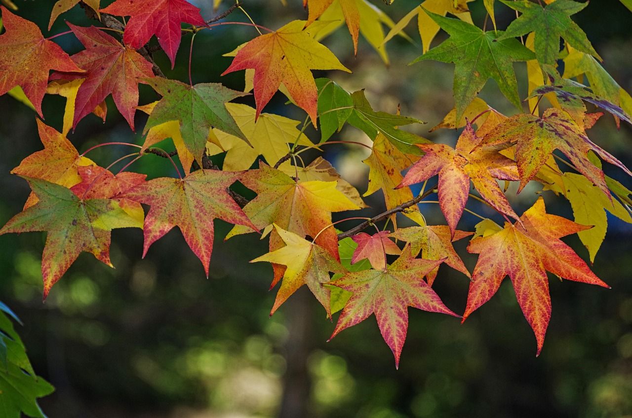 maple, leaves, fall, autumn leaves, nature, maple leaves, september