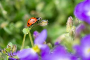 marienkäfer, insekt, glücksbringer, punkte, blüte, abstrakt, frühling, strauch, farbe, blätter