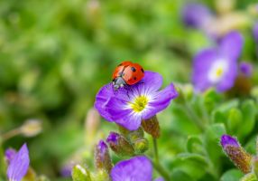 marienkäfer, insekt, glücksbringer, punkte, blüte, bestäubung, frühling, farbe, blätter, pollen
