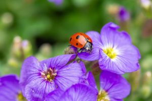 marienkäfer, insekt, glücksbringer, punkte, blüte, bestäubung, frühling, strauch, farbe, blätter