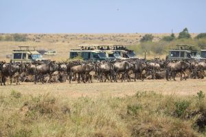 Masai Mara Nationalreservat in Kenia