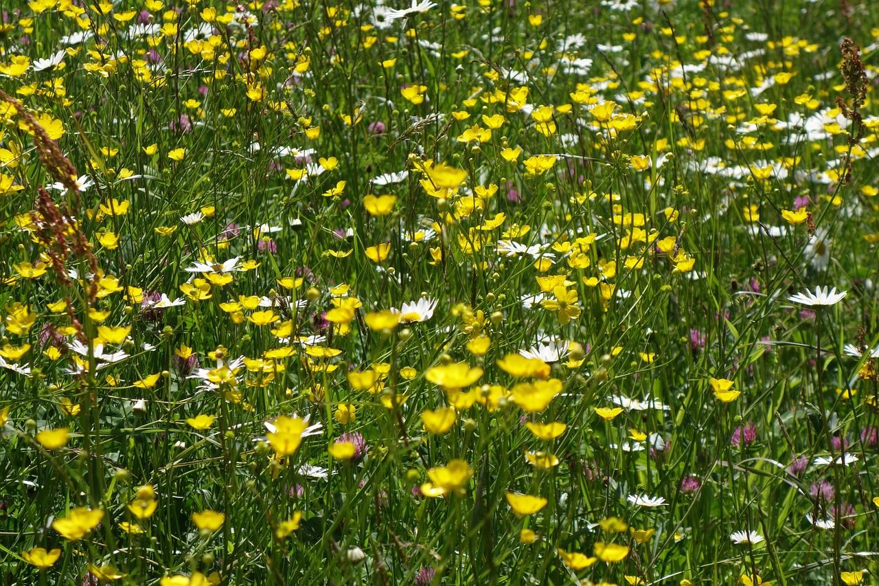 meadow, flower wallpaper, flower background, flowers, valais, ernen, beautiful flowers, frühling, nature, blumenpracht