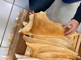 Mehr als 1,5 Tonnen Haiflossen in Brasilien beschlagnahmt