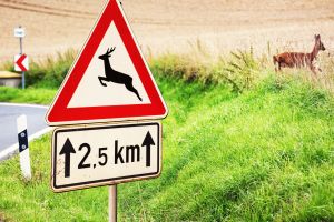 Mehr Wildunfälle im Frühling: So vermeiden Autofahrer gefährliche Zusammenstöße