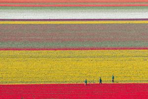Millionen Tulpen wachsen im Landkreis Gifhorn