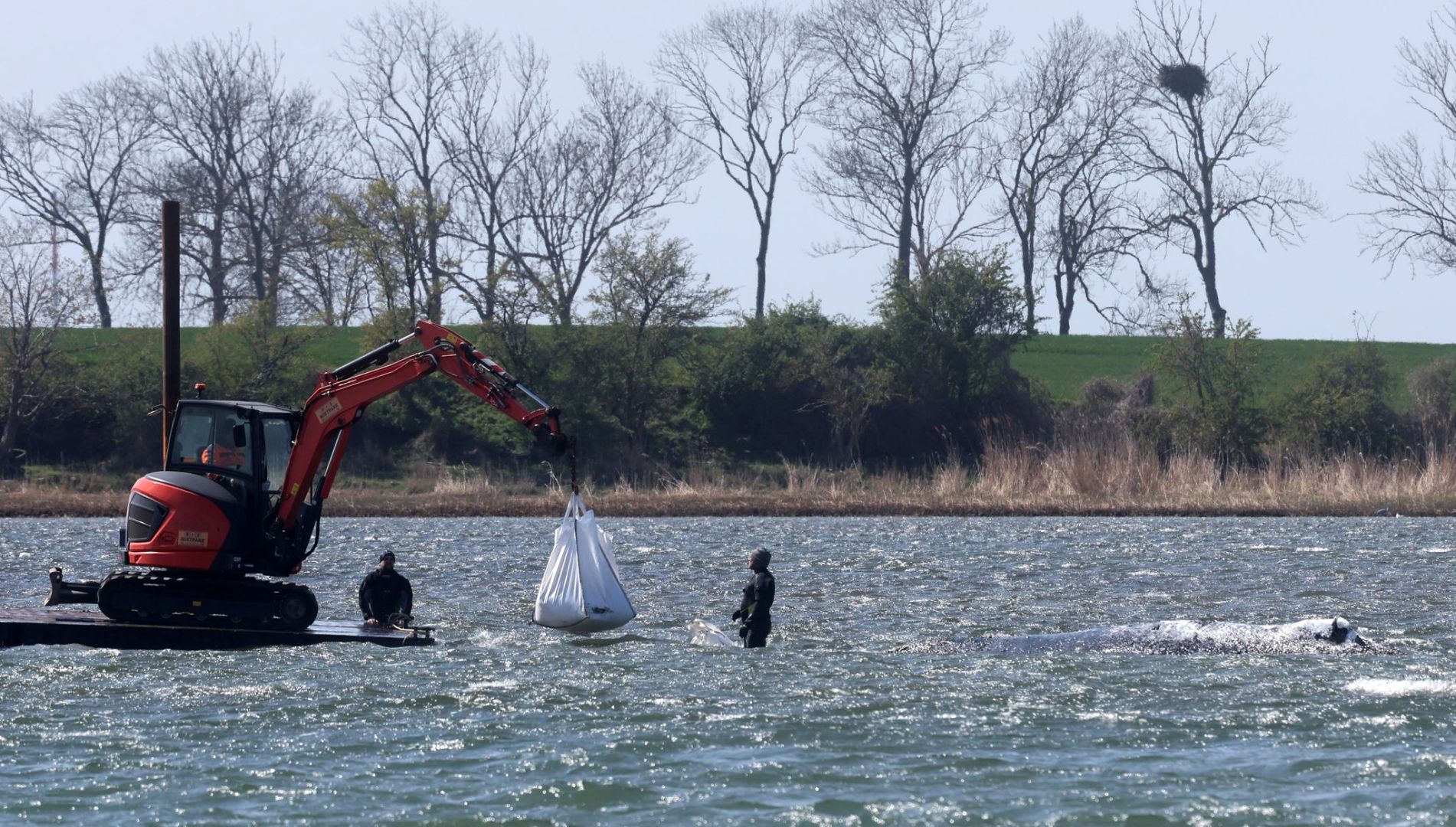 Ministerium duldet möglichen Transport des Buckelwals