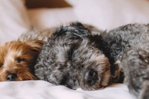 Mit Hund oder Katze im Bett schlafen – Nähe, Geborgenheit und was du beachten solltest