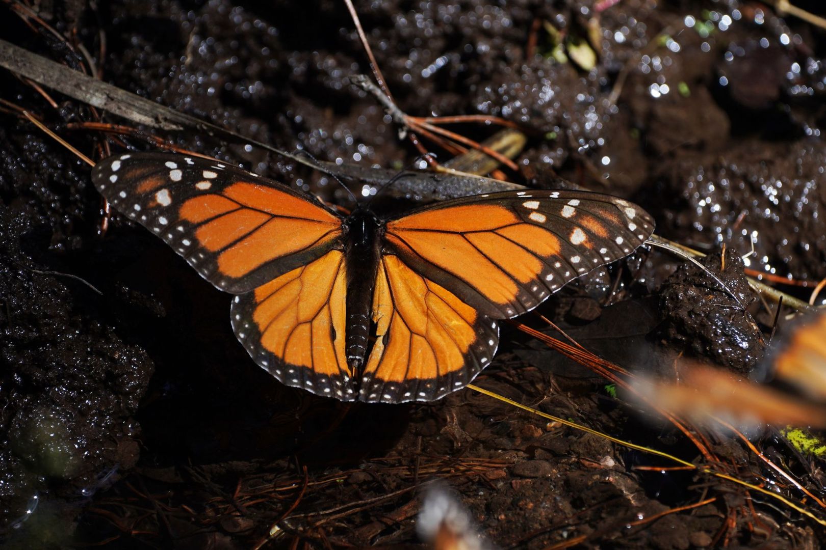 Monarchfalter in Mexiko