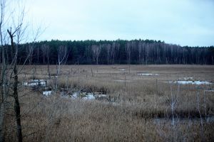 Moorlandschaft (Archiv)