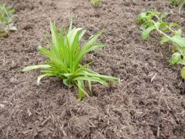 Mulchen im Garten – warum es unverzichtbar ist und wie es richtig gelingt