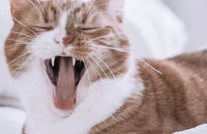 Mundgeruch bei Katzen: Ursachen erkennen und richtig vorbeugen